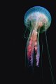 38 - Purple jellyfish - FARET PHILIPPE - france